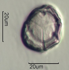 Pieris Pollen