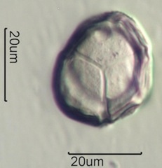 Pieris Pollen
