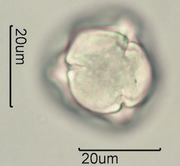 Pieris Pollen