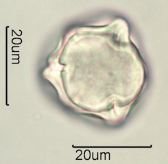 Pieris Pollen