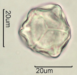 Pieris Pollen