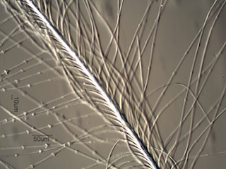 Rock Pigeon (Columbidae) Under the Microscope