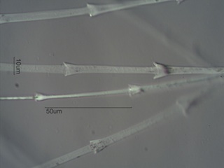 Rock Pigeon (Columbidae) Under the Microscope