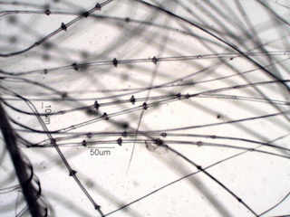Band-Tailed Pigeon (Columbidae) Under the Microscope