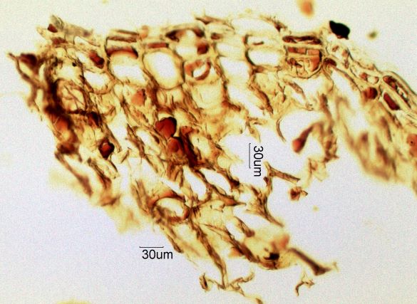 Pine Bark