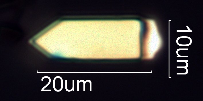 Pine Bark Calcium Oxalate Phytolith