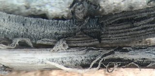 Pinyon Pine Needle Char