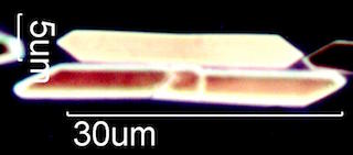 Calcium Oxalate Phytoliths