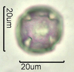 Pinedrops Pollen
