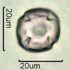 Pinedrops Pollen