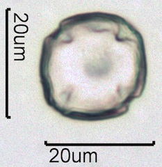 Pinedrops Pollen