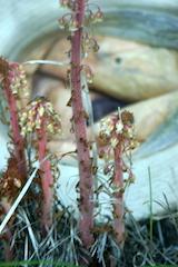 Pinedrops