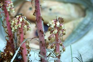 Pinedrops