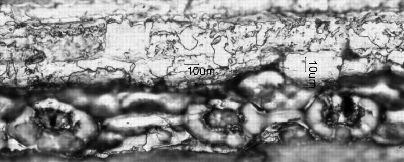 Stomata Under The Microscope