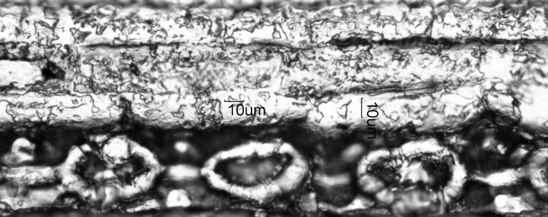 Stomata Under The Microscope