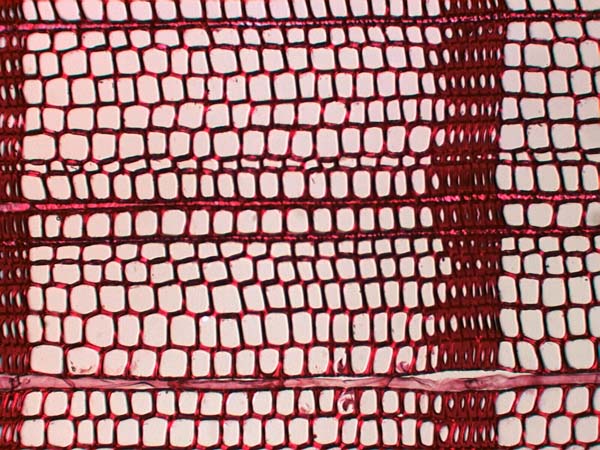 Pinus Ponderosa, Cross-Section