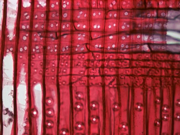 Pinus Ponderosa, Cross-Section