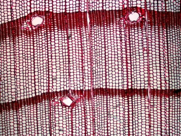 Pinus Ponderosa, Cross-Section