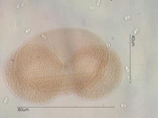 Lodgepole Pine Pollen