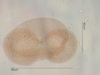 Lodgepole Pine Pollen