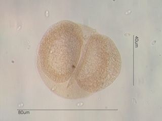 Lodgepole Pine Pollen