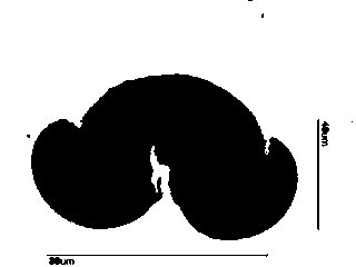 Western White Pine Pollen