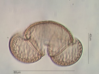 Pine Pollen