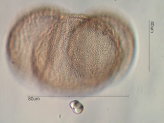 Western White Pine Pollen