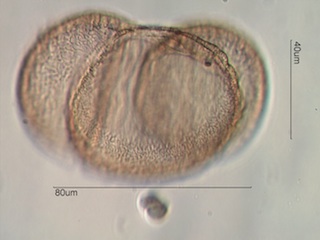Western White Pine Pollen