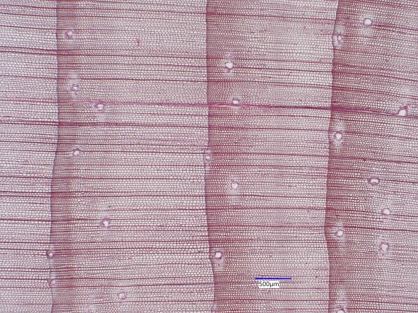 Pinus strobus, Cross-Section
