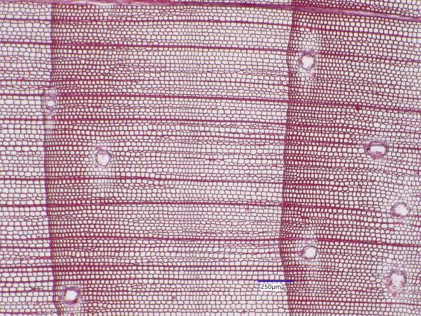 Pinus strobus, Cross-Section