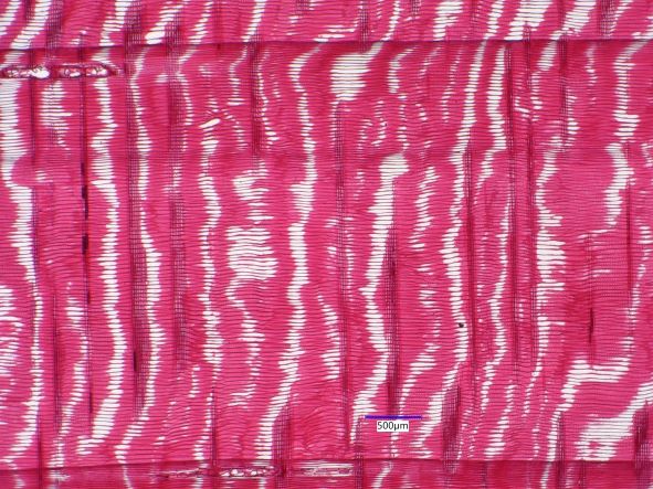 Pinus strobus, Radial Section