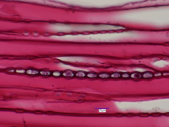 Pinus strobus, Tangential Section