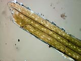 Grass Leaf with Hair