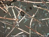 Maple Seed Hair