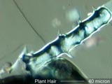 Plant Hair