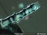 Plant Hair