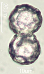 Narrow Leaf Plantain (Plantago lanceloata) Pollen