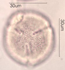 Noni Pollen