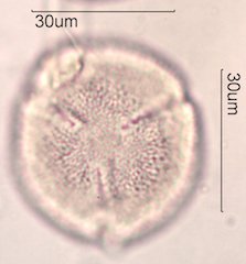 Noni Pollen