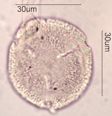 Noni Pollen