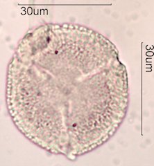 Noni Pollen