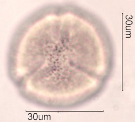Noni Pollen