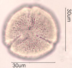 Noni Pollen