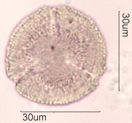 Noni Pollen