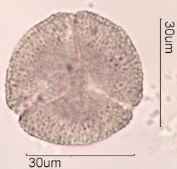Noni Pollen