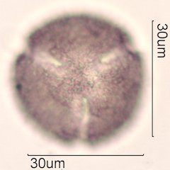 Noni Pollen