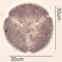 Noni Pollen