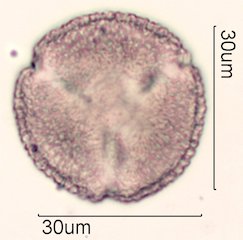 Noni Pollen