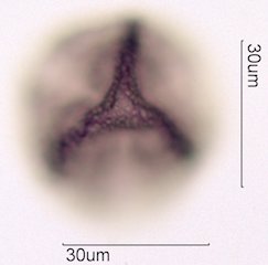 Noni Pollen
